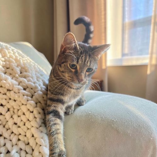 Archie - Domestic Short Hair (DSH) Cat