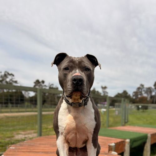 Chip - American Staffy Dog