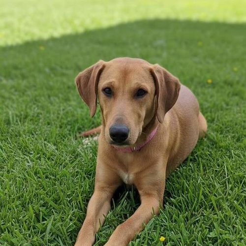 Daisy - Dachshund Dog