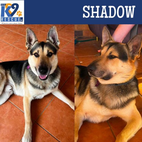 Shadow - German Shepherd Dog x Mixed breed Dog
