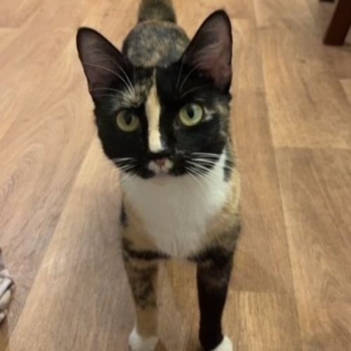 Ziva - Domestic Short Hair (DSH) Cat