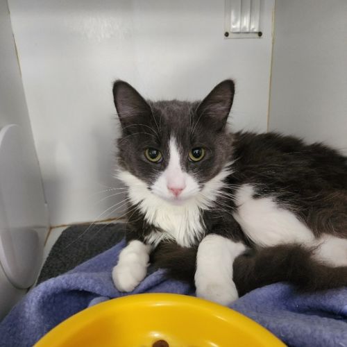 Little Boof - Domestic Medium Hair (DMH) Cat