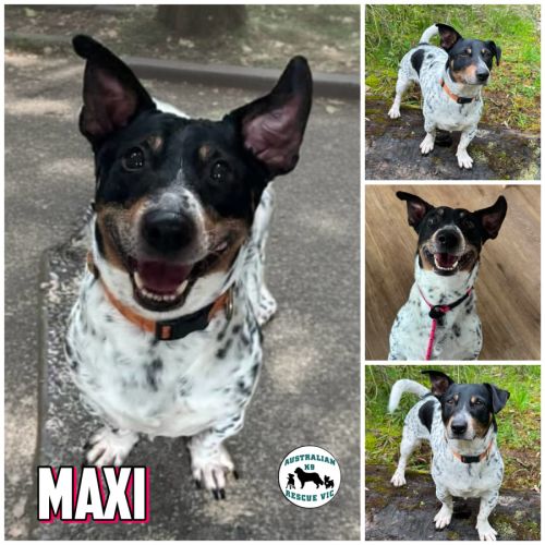 Maxi  - Jack Russell Terrier Dog