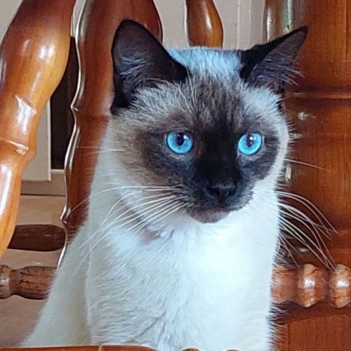 Biscotti - Domestic Short Hair (DSH) Cat