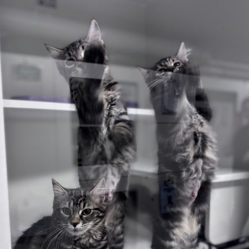 Phoebe - Domestic Medium Hair Cat