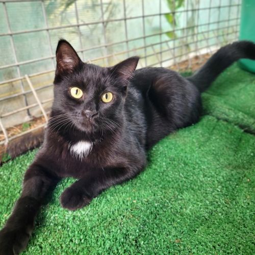 Swagger  - Domestic Short Hair (DSH) Cat