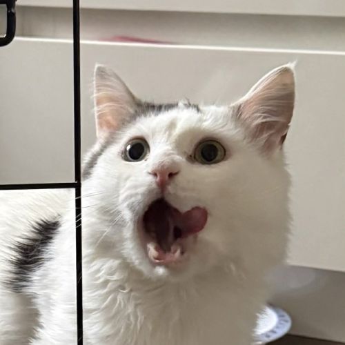 Fishtopher - Domestic Medium Hair (DMH) Cat