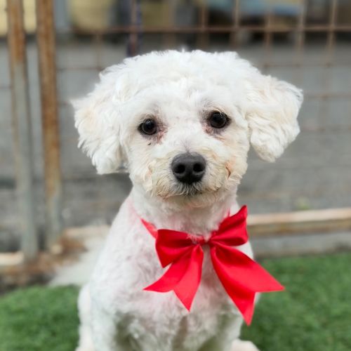 Bob - Maltese Dog