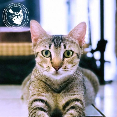 Abby - Domestic Short Hair Cat