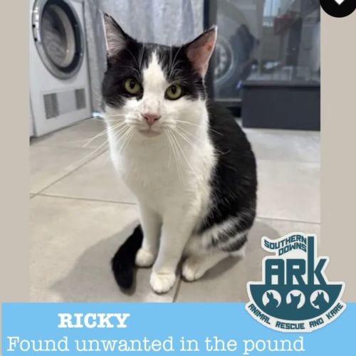 Ricky  - Domestic Short Hair (DSH) Cat