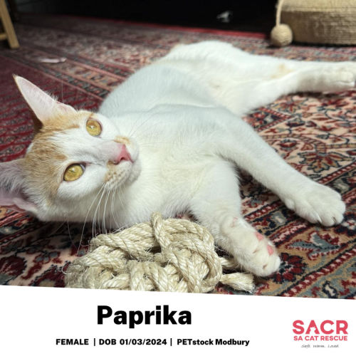 Paprika - Domestic Short Hair (DSH) Cat