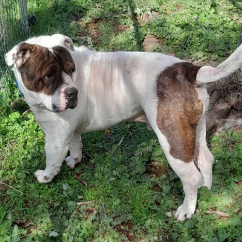 Rubble  - British Bulldog