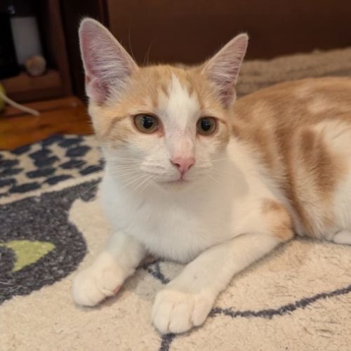 Umi - Domestic Short Hair (DSH) Cat