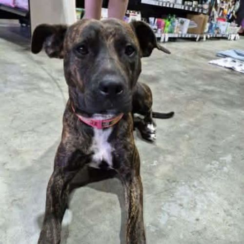 Clover - Mixed breed Dog