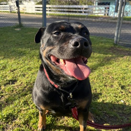 Miss P - Staffy x Rottweiller Dog