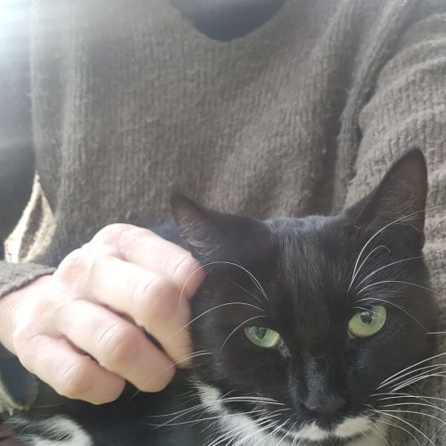 Maggie - Domestic Short Hair (DSH) Cat