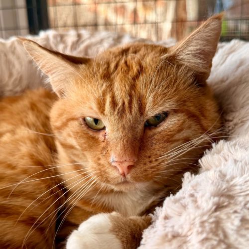 Jagger - Domestic Short Hair (DSH) Cat