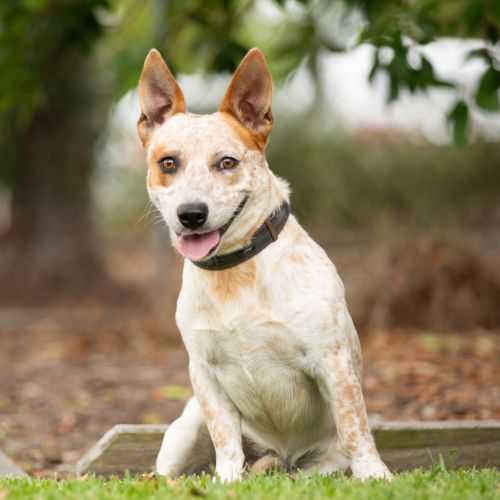 Rusty - Australian Cattledog x Corgie Dog