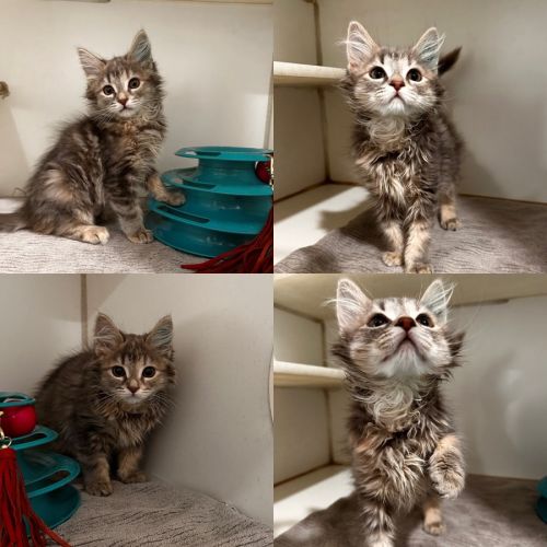 Penelope - Domestic Medium Hair (DMH) Cat