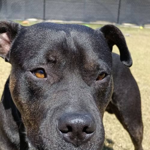 Jaxx - American Staffordshire Terrier Dog