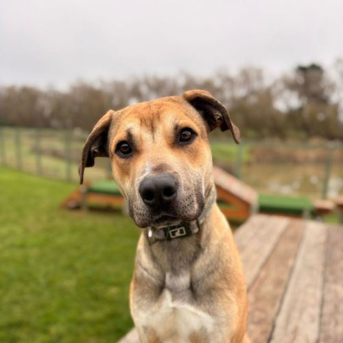 Romeo - Bullmastiff x German Shepherd Dog
