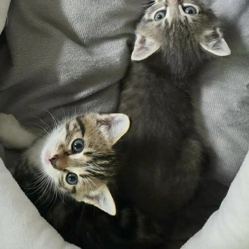 Moose - Domestic Short Hair (DSH) Cat