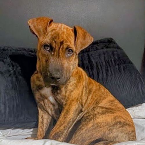 Geronimo - Mixed breed Dog