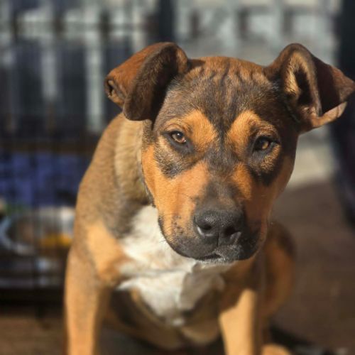 Prada - Australian Cattle Dog