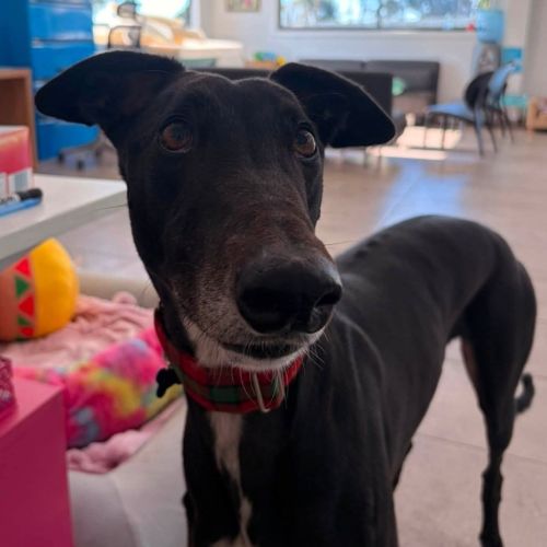 Banjo The Greyhound - Greyhound Dog