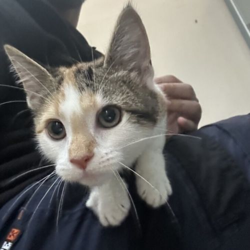 Milo - Domestic Short Hair (DSH) Cat