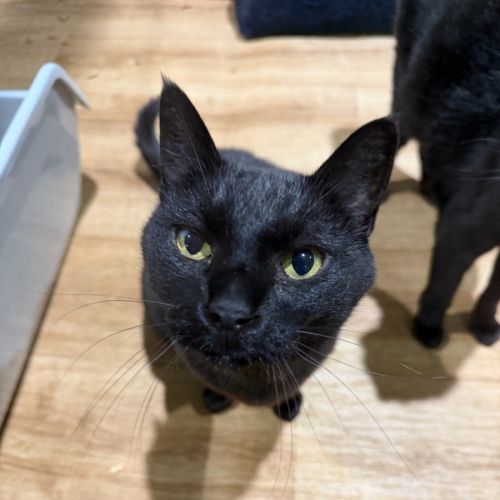 Louie - Domestic Short Hair (DSH) Cat