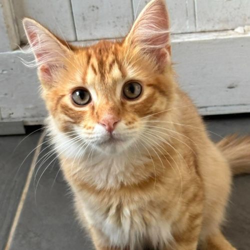 Sand - Domestic Short Hair (DSH) Cat