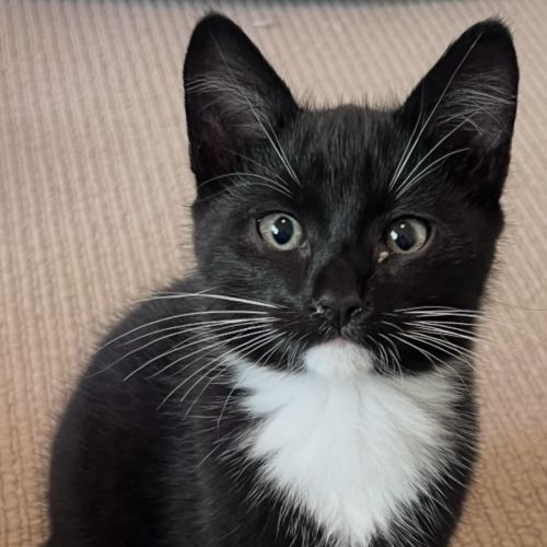 Johnny - Domestic Short Hair (DSH) Cat