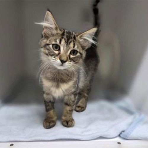 Lily - Domestic Short Hair Cat