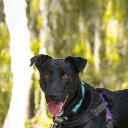 Bailey - Kelpie Dog