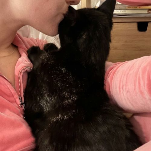Shaylah - Domestic Short Hair (DSH) Cat
