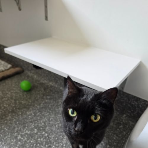 Toothless - Domestic Short Hair (DSH) Cat