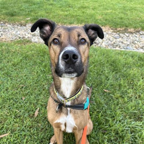 Zuki - Australian Cattle Dog x Border Collie Dog