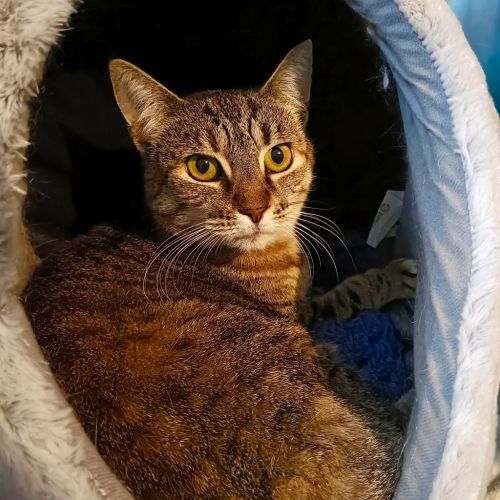 Jane (maisie) - Domestic Short Hair Cat