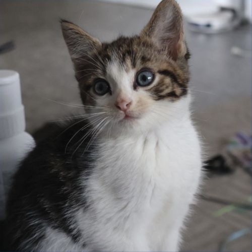 Dewie - Domestic Short Hair (DSH) Cat
