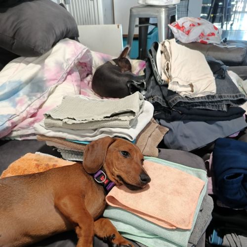 Takota - Dachshund Dog