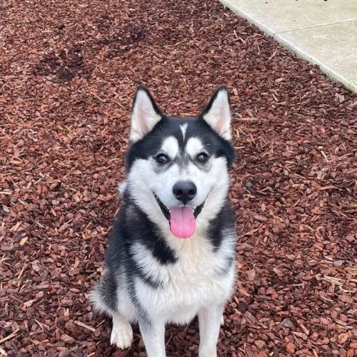Knox  - Siberian Husky Dog