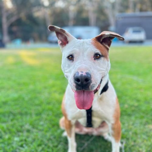 Jaz - Bull Arab x American Staffordshire Terrier Dog