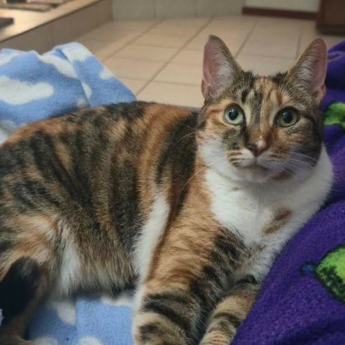 Ryah - Domestic Short Hair (DSH) Cat