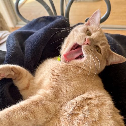 Crickets Prophecy - Domestic Short Hair (DSH) Cat