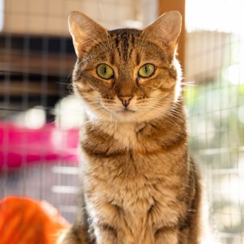 Sandy - Domestic Short Hair Cat