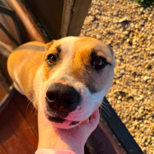 Passionfruit - Staffordshire Bull Terrier Dog