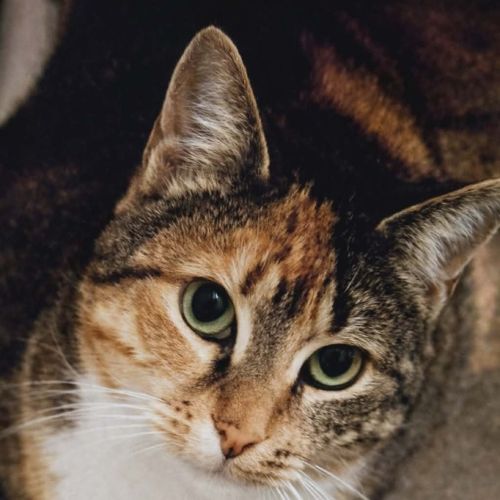 Karen - Domestic Short Hair (DSH) Cat