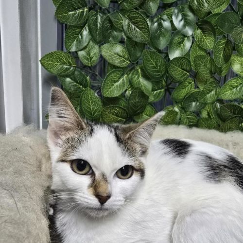 🫧 Aya 6918 🫧 - Domestic Short Hair (DSH) Cat