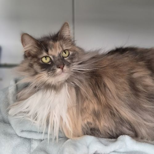 Strudel - Domestic Medium Hair Cat